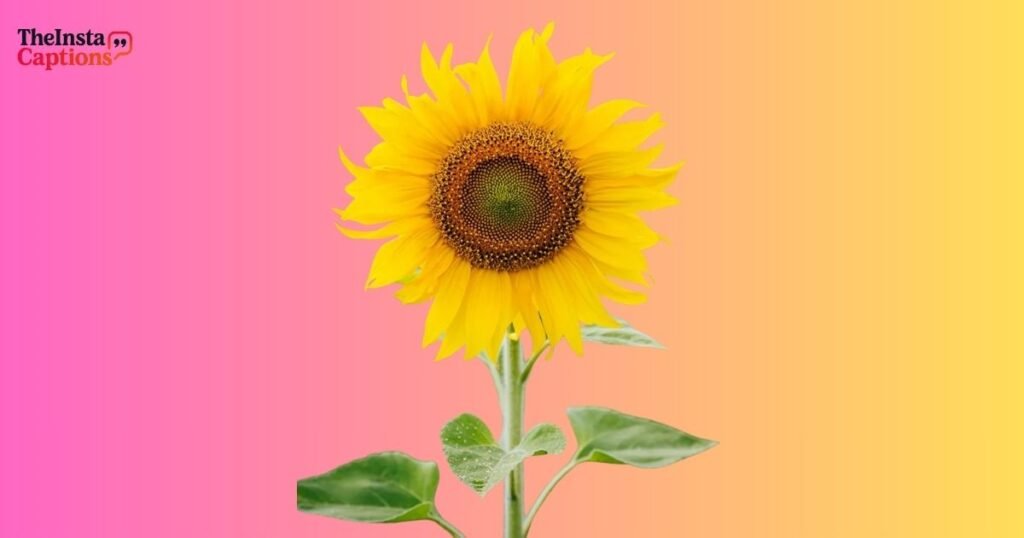 Catchy Sunflower Quotes